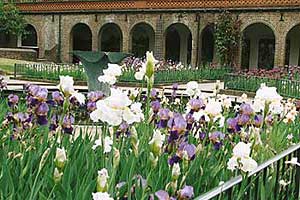 Irises at Holland Park
